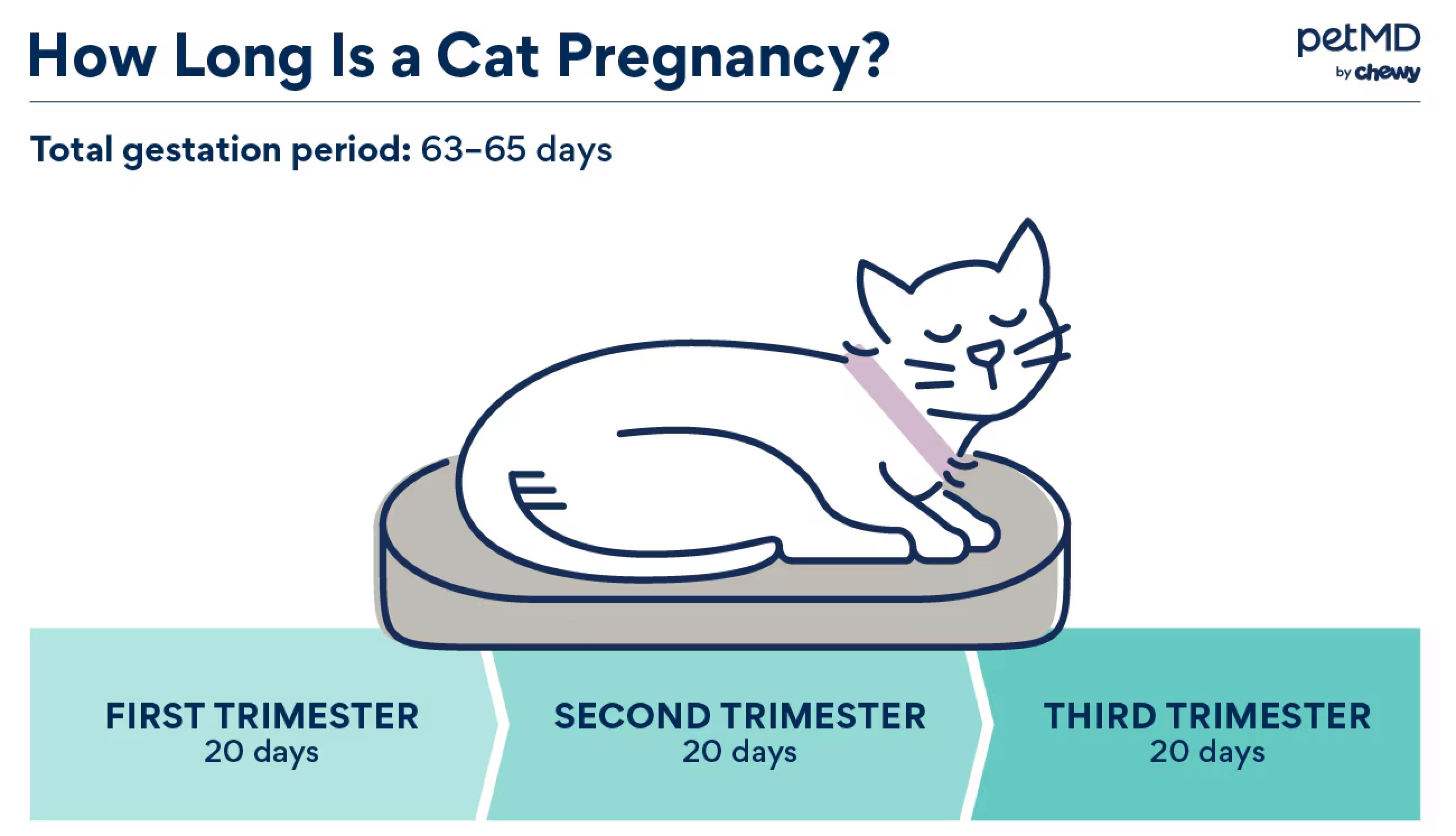 Nutritional needs for a pregnant cat best sale